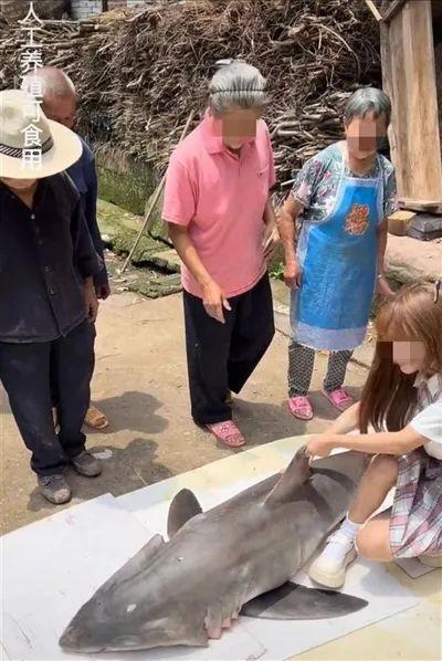噬人鲨被人保护，又被网红吃！违法犯罪的买卖谁在参与？