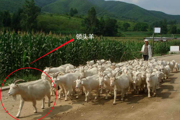 河南辉县近百只羊齐跳崖