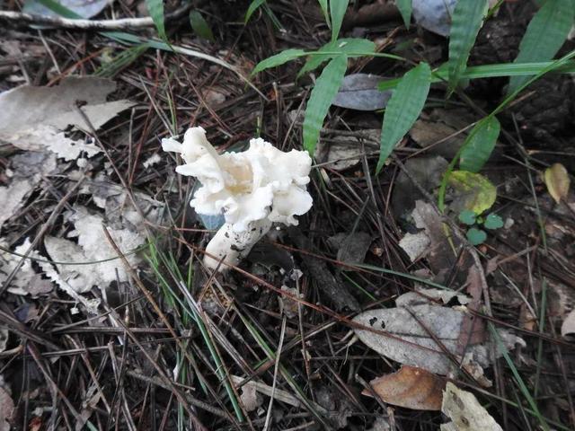 发现了新物种？还是“鸡油菌”？吃货表示：能吃吗？