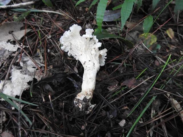 发现了新物种？还是“鸡油菌”？吃货表示：能吃吗？