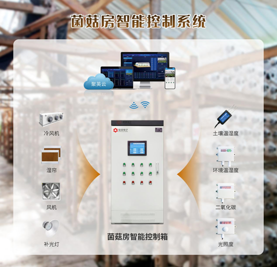 发现了新物种？还是“鸡油菌”？吃货表示：能吃吗？