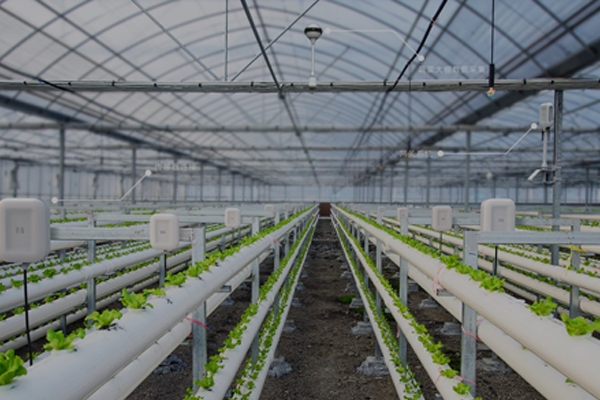 物联网解决方案：智能农业大棚花卉绿植种植检测系统