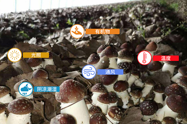 发现了新物种？还是“鸡油菌”？吃货表示：能吃吗？